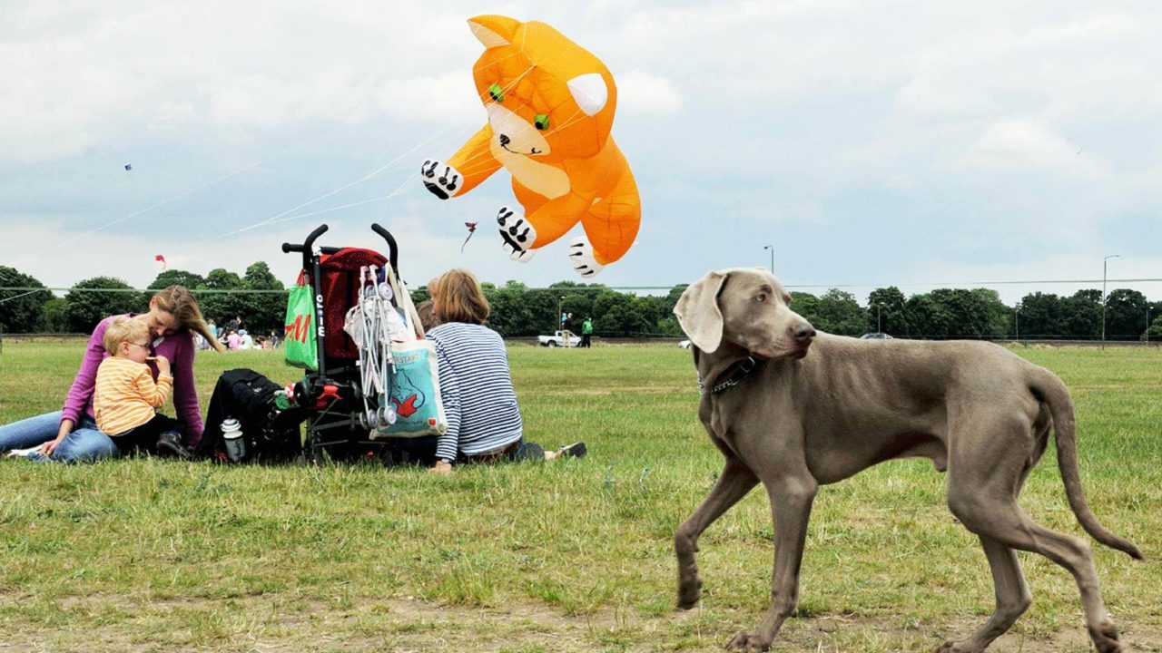Family enjoying a grassy park with kite and dog, perfect for outdoor relaxation near The Clarendon hotel.