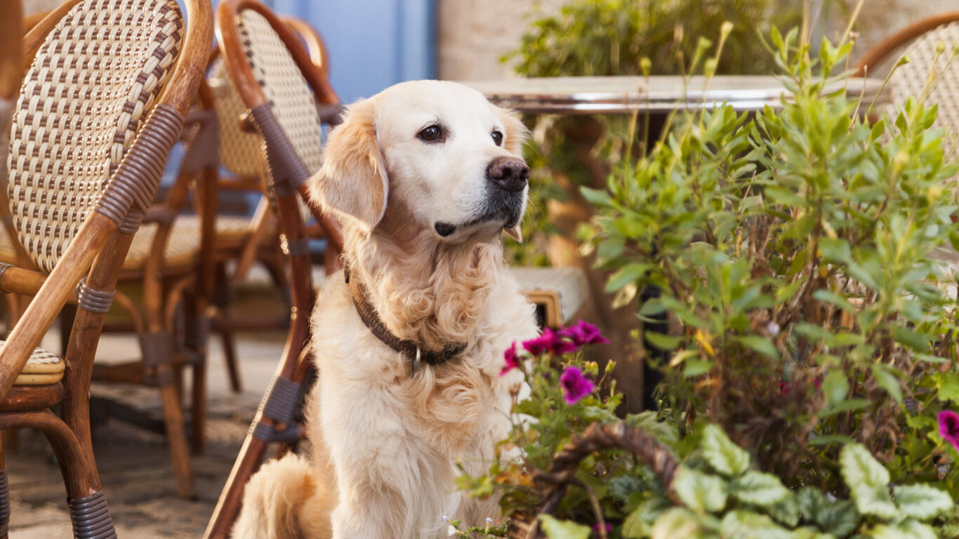 Friendly dog relaxing on The Clarendon's garden patio amidst vibrant flowers, surrounded by elegant wicker chairs. Relaxing ambience.