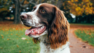 Friendly dog in vibrant autumn park at The Clarendon, pet-friendly hotel with lush gardens and walking trails.